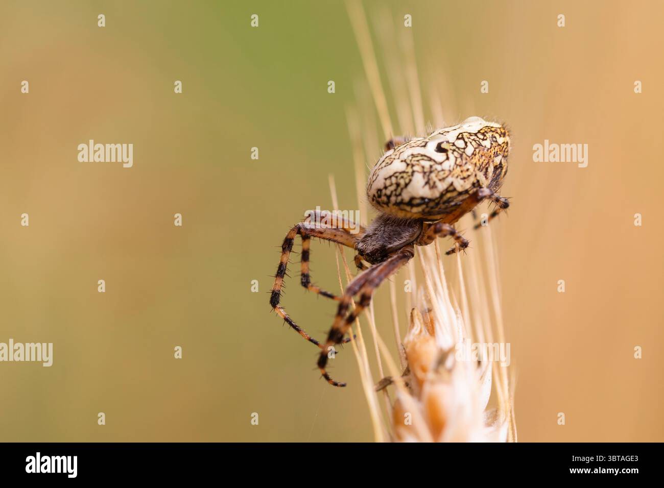 Cremeweiße, auf Getreidekulturen aufgehängte Orbflechter, komplizierte Bauchmarkierungen und gestreifte Beine unterstreichen das Konzept der nachhaltigen Landwirtschaft Stockfoto