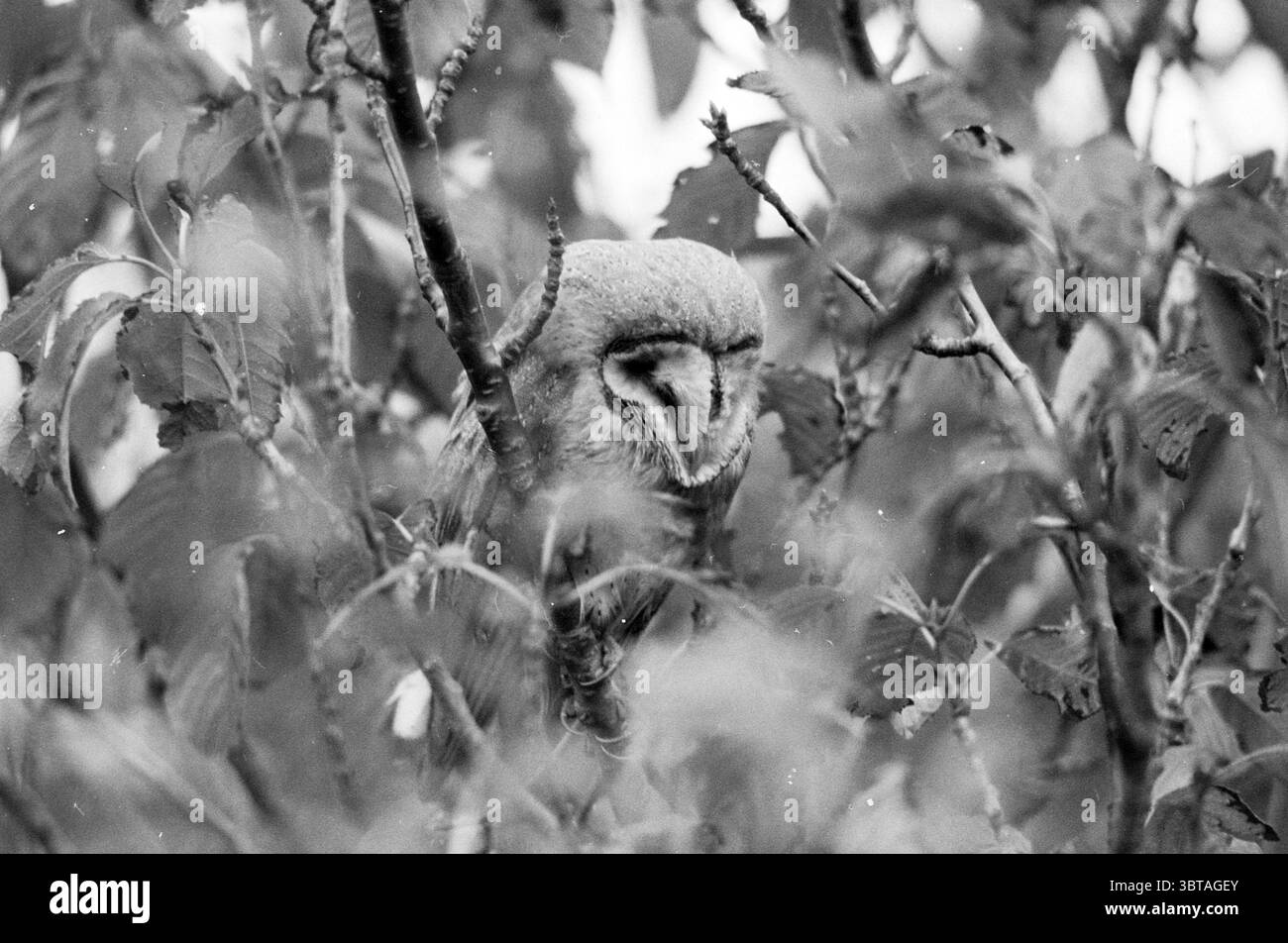 Eulenkugel im Baum Kromhoutstraat IJmuiden Birds IJmuiden Kromhoutstraat Niederlande, Whizgle News, Dutch Desk, Niederlande, 1950 - 2000 am 06-11-1984. Das Bild enthält diese Themen. In einer dicht üppigen Umgebung thront ein großer Vogel mit einem ausgeprägten, abgerundeten Kopf zwischen dicken Ästen. Das Gefieder des Vogels wirkt weich und gedämpft und fügt sich harmonisch in seine Umgebung ein, die aus Blättern in verschiedenen Grün- und Grautönen besteht. Das Laub umrahmt die Kreatur und schafft eine natürliche Kulisse, die ihre Präsenz betont. Die Atmosphäre fühlt sich ruhig und fast intim an, was auf eine Erbse hindeutet Stockfoto