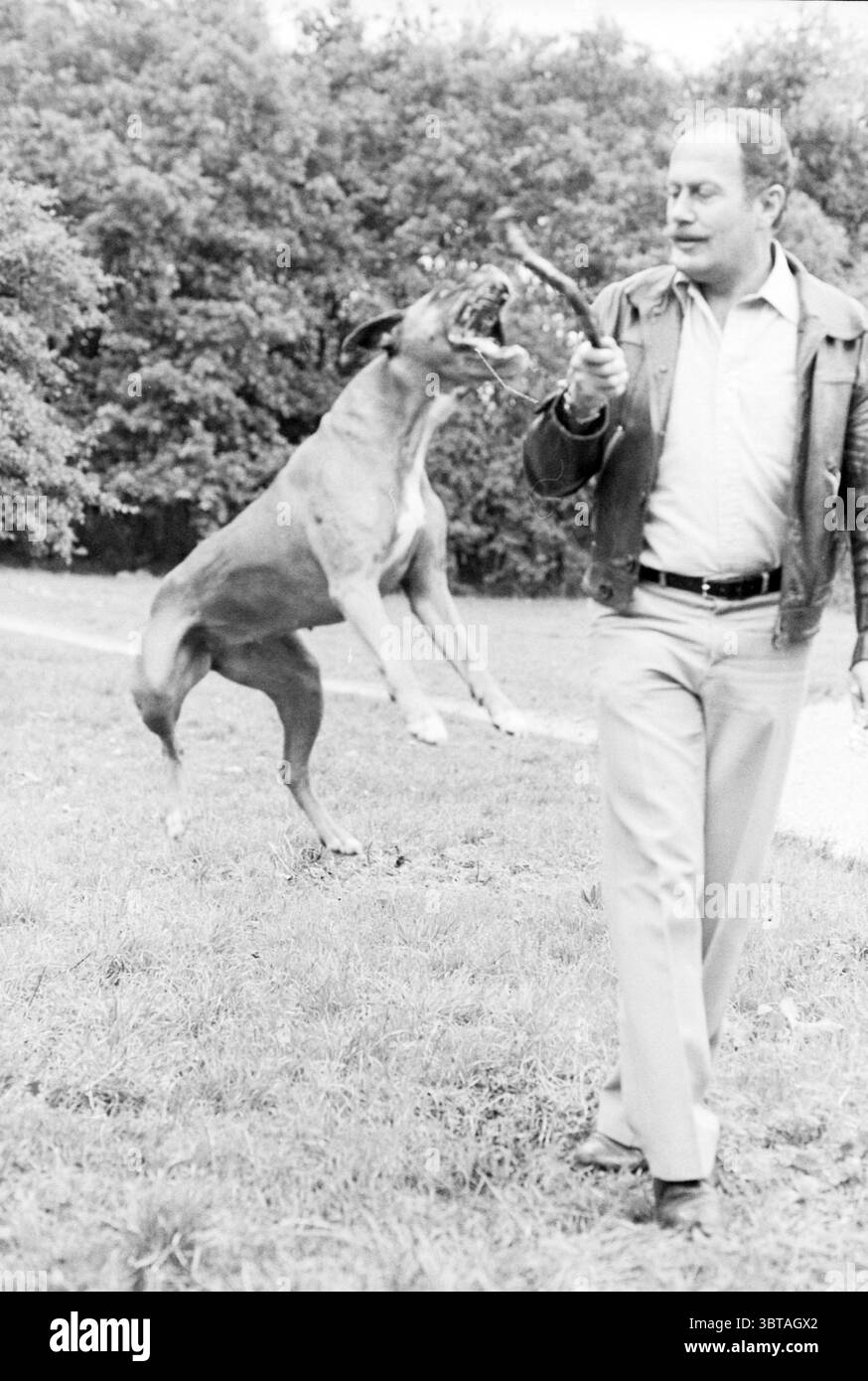 Hund IJm. Dogs IJmuiden the Netherlands, Whizgle News, Dutch Desk, Niederlande, 1950 - 2000 am 17-10-1979. Dies sind die Elemente im Bild. In der Szene ist ein Mann aktiv mit einem großen, energiegeladenen Hund beschäftigt, der mitten im Sprung zu sein scheint und hoch vom Boden springt. Der Hund ist eine starke Rasse mit einem muskulösen Aufbau, der sich durch sein kurzes, glattes Fell und ein verspieltes Verhalten auszeichnet. Er hat seinen Mund offen und bellt wahrscheinlich freudig, als er nach einem Stock greift, der vom Mann gehalten wird. Der Mann trägt eine helle Hose und ein Hemd mit Kragen unter einer dunklen Lederjacke, was ihm eine entspannte Atmosphäre verleiht Stockfoto