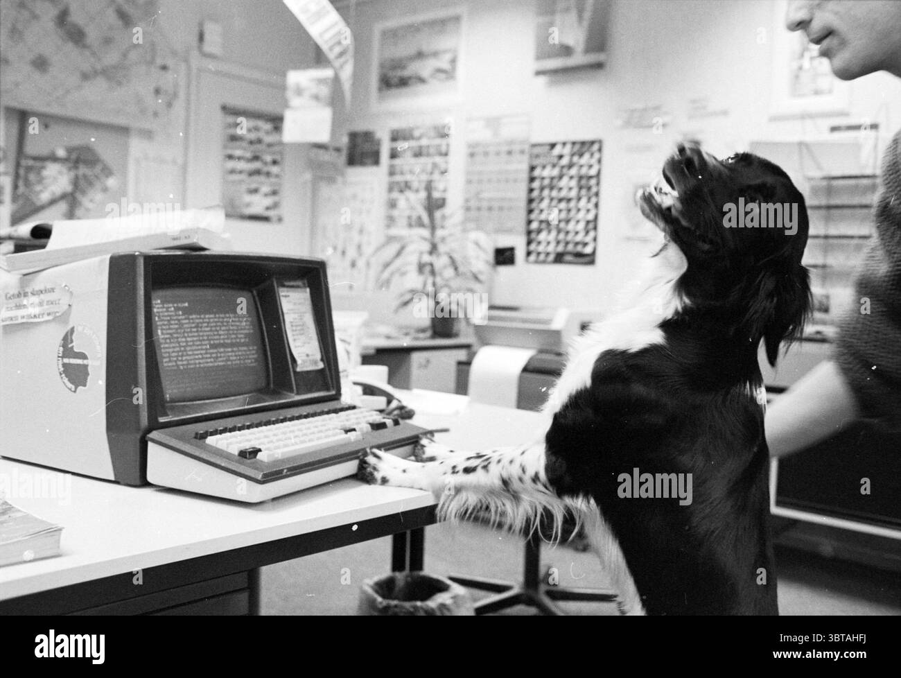 Bart Boele's Dog Dogs, Whizgle News, Dutch Desk, Niederlande, 1950 - 2000 am 17-01-1985. Diese Themen werden in der Abbildung angezeigt. In einem Retro-Büro steht eine Person neben einem alten Computer mit einem groben Design und einer alten Tastatur. Auf dem Bildschirm wird grüner Text angezeigt, der im schwach beleuchteten Raum ein Leuchten ausstrahlt. Die Workstation ist überfüllt mit verschiedenen Papieren, Dokumenten, die an die Wände geheftet sind, und verstreut auf dem Schreibtisch. Ein Hund mit zotteligem Fell, hauptsächlich schwarz-weiß, steht auf seinen Hinterbeinen, seine Vorderpfoten liegen auf der Tischkante. Der Ausdruck des Hundes ist lebhaft und neugierig Stockfoto