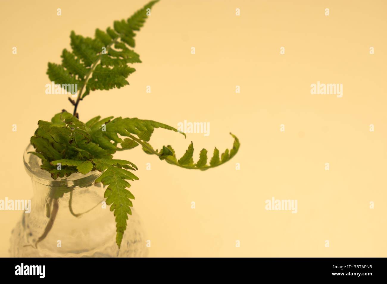 Trockene Farne und Wildzweige auf neutralem Hintergrund – botanisches Stillleben“ Stockfoto