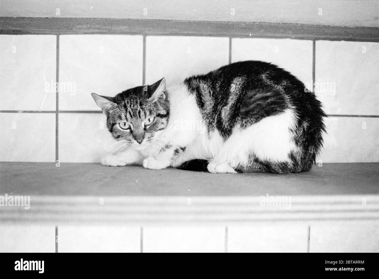 Cats in Shelter Haarlem Haarlem the Netherlands, Whizgle News, Dutch Desk, Niederlande, 1950 - 2000 am 19-08-1980. Die Abbildung zeigt diese Themen. In einem warmen Raum steht eine Hauskatze auf einer Ebenen Fläche. Die Katze hat ein überwiegend graues und weißes Fell mit markanten Streifen und Flecken, was zu ihrem wachsamen Aussehen beiträgt. Seine Ohren sind gestochen, und seine breiten, wachsamen Augen spiegeln Neugier und Vorsicht wider. Der Hintergrund besteht aus einer gefliesten Oberfläche, die durch ein Gittermuster aus hellen und dunklen Quadraten gekennzeichnet ist, das sich subtil mit der weichen Textur des Katzenfells abhebt. Die stummgeschaltete Farbe Stockfoto
