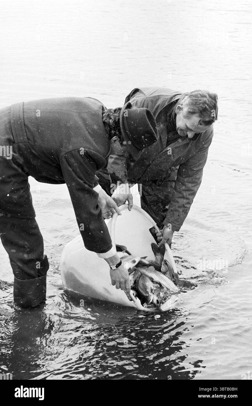Forelle in Waterleidingduinen Fisheries and Other Fishmongers Fishing, Whizgle News, Dutch Desk, Niederlande, 1950 - 2000 am 18-03-1985. Dies sind die Elemente im Bild. Die Szene zeigt zwei Personen, die in einem Gewässer waten, deren Fokus auf eine große weiße Wanne gerichtet ist, die sie sorgfältig zusammen behandeln. Beide Männer tragen dunkle, praktische Kleidung, die für eine feuchte Umgebung geeignet ist, was auf einen rauen oder Arbeitskontext hindeutet. Man scheint einen Hut zu tragen, vielleicht zum Schutz vor den Elementen. Das Wasser um sie herum ist ruhig, mit sanften Kräuseln, die von f ausgehen Stockfoto