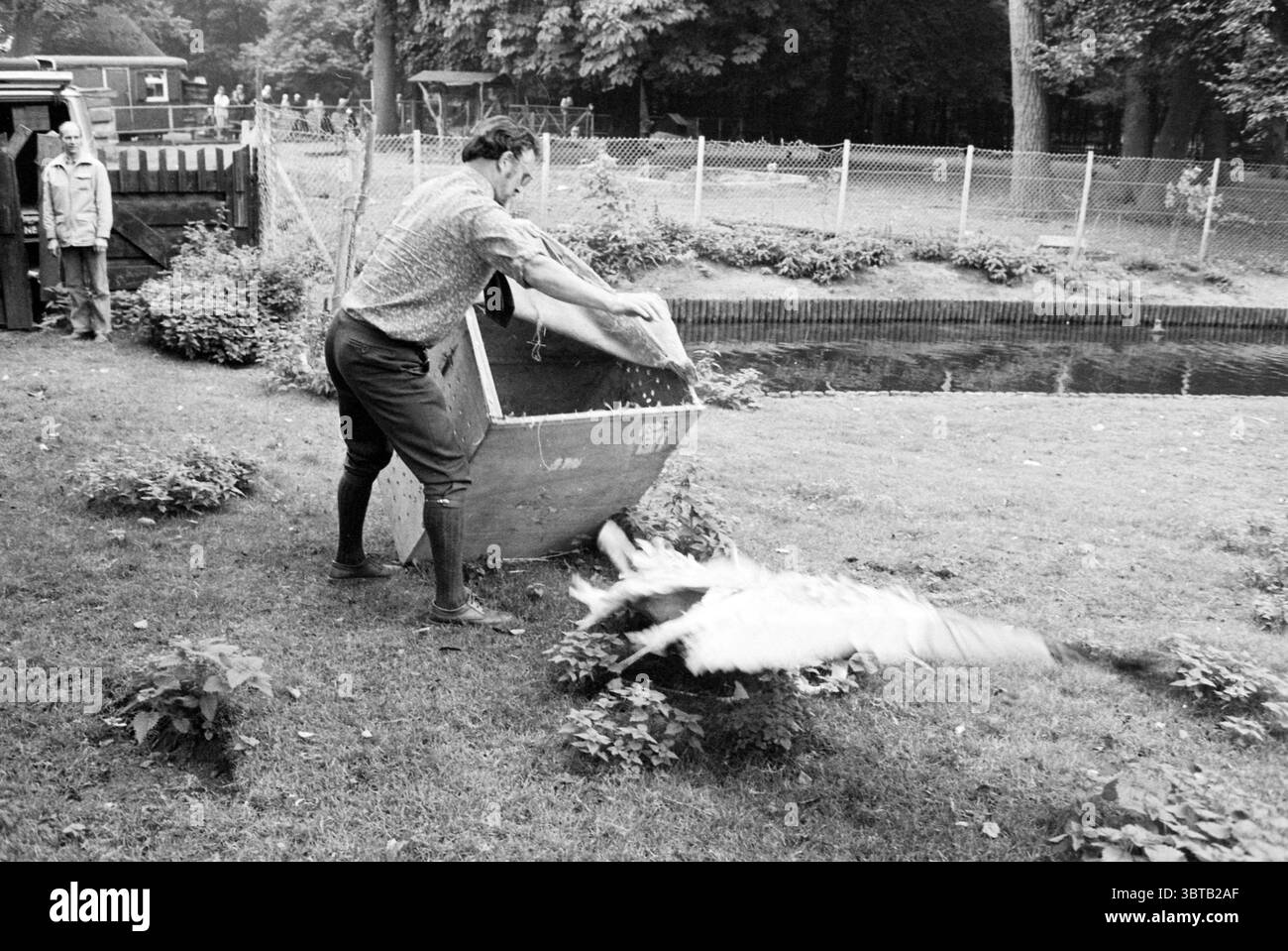 Kraniche in Camp Groenendaal Birds, Whizgle News, Dutch Desk, Niederlande, 1950 - 2000 am 26-09-1979. Dies sind die Themen im Bild. In einer ruhigen Umgebung im Freien wird ein Mann in einem dynamischen Moment gefangen gehalten, während er mit einer großen Schubkarre interagiert. Er scheint fokussiert und entschlossen zu sein und beugt sich leicht nach vorne, während er die Schubkarre kippt, wodurch ihr Inhalt in das üppige Grün darunter fällt. Der Mann trägt ein gemustertes Hemd und eine robuste Hose, mit kniehohen Gummistiefeln, die die Bereitschaft zum Umgang mit der irdischen Umgebung suggerieren. Die umliegende Landschaft ist lebendig Stockfoto
