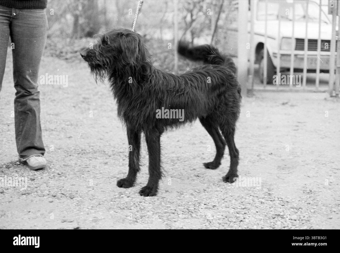 Dog vs. Week Dogs, Whizgle News, Dutch Desk, Niederlande, 1950 - 2000 am 06-12-1978. Das Bild enthält diese Themen. Die Szene zeigt einen mittelgroßen, zotteligen schwarzen Hund, der auf einer Kiesoberfläche steht und einen Eindruck von Energie und Wachheit vermittelt. Sein Fell ist leicht zerzaust, längere Fasern sorgen für ein strukturiertes Aussehen. Die Ohren des Hundes sind hochgehoben, was auf Neugier hinweist, während sein ausdrucksstarkes Gesicht und seine hellen Augen fasziniert oder neugierig erscheinen. Die Figur einer Person ist teilweise neben dem Hund sichtbar. Sie tragen dunkle Kleidung, einen strukturierten Strickpullover und eine kurze Jeans. O Stockfoto