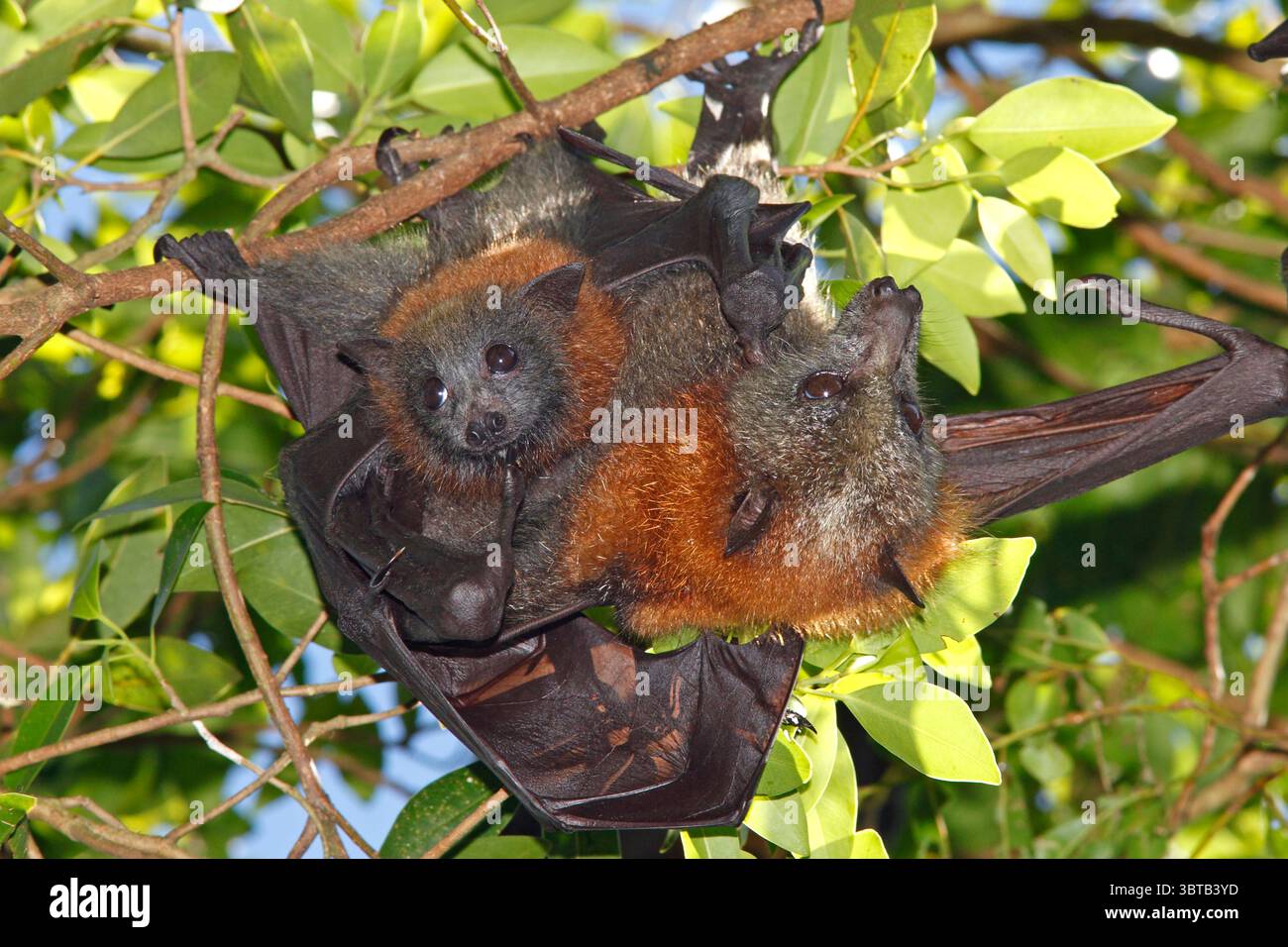 Grauköpfige Fliegende Füchse, Pteropus poliocephalus. Es liegt ein Jugendlicher auf dem Bauch der Mutter. Diese Fledermäuse sind endemisch im Osten Australiens und in Deutschland Stockfoto