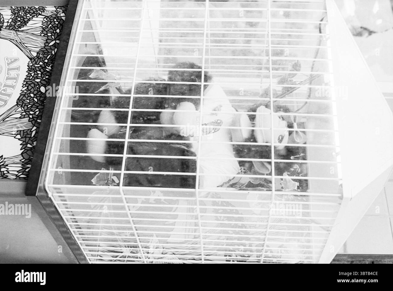 Das Attribut The Fun Monkey von Bart Smit Games and Toys, Whizgle News, Dutch Desk, Niederlande, 1950 - 2000 auf 31-10-1989. Diese Themen werden in der Abbildung angezeigt. Die Szene zeigt einen weißen, rechteckigen Käfig, der teilweise mit weichen, weichen Formen gefüllt ist, die wahrscheinlich Spielzeug oder Stofftieren ähneln. Der Käfig hat ein gitterähnliches Muster, das durch dünne vertikale und horizontale Balken erzeugt wird, was ihm ein strukturiertes Aussehen verleiht. Im Inneren befinden sich verschiedene Objekte, die flauschig und bunt wirken, einige zeigen Anklänge von Blau, Rosa und Gelb – was auf eine verspielte Atmosphäre hindeutet. Die Umgebung ist mit Int. Stockfoto