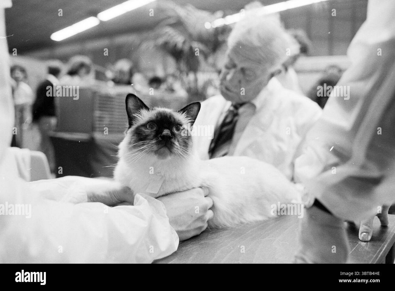 Cat Show (Felikat) B'wijk Cats Beverwijk the Netherlands, Whizgle News, Dutch Desk, Niederlande, 1950 - 2000 am 01-04-1979. Diese Themen werden in der Abbildung angezeigt. Die Szene zeigt eine gut gepflegte weiße Katze mit markanten dunklen Markierungen an Ohren und Gesicht, die auf einer glatten, flachen Oberfläche aufliegt. Die Katze wirkt ruhig und wachsam und blickt mit hellen Augen nach oben, was die Aufmerksamkeit auf ihre elegante Haltung lenkt. Um die Katze herum befinden sich mehrere Individuen, meist in weißen Labormänteln gekleidet, die ein Gefühl von Professionalität und Sorgfalt zeigen. Im Hintergrund führen verschiedene Personen Gespräche oder Stockfoto