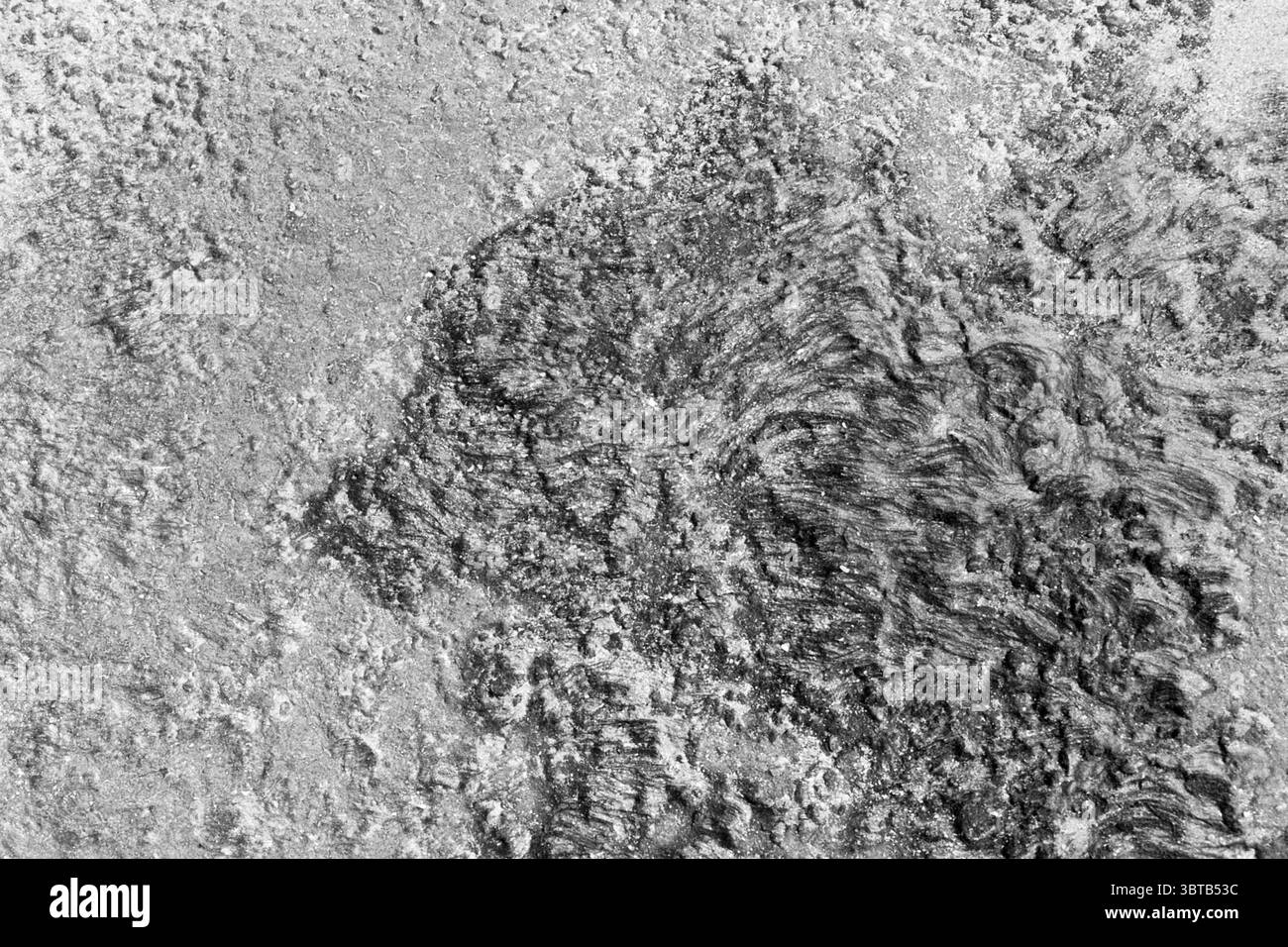 Seealgen am Wellenbrecher in der Nähe von IJmuiden Fisheries and other Fischhändler Fischen IJmuiden the Netherlands, Whizgle News, Dutch Desk, Niederlande, 1950 - 2000 am 09-04-1979. Das Bild enthält diese Themen. Die visuelle Szene zeigt eine strukturierte Oberfläche, die in erster Linie durch verschiedene Grautöne von hell bis dunkel gekennzeichnet ist. Die Komposition wird von einer scheinbar abstrakten Anordnung von Linien, Mustern und Unregelmäßigkeiten dominiert, die ein Gefühl von Tiefe und Bewegung erzeugen. Der Hintergrund weist eine raue, ungleichmäßige Textur auf, die natürliche Elemente andeutet und möglicherweise dem Aussehen von ähnelt Stockfoto