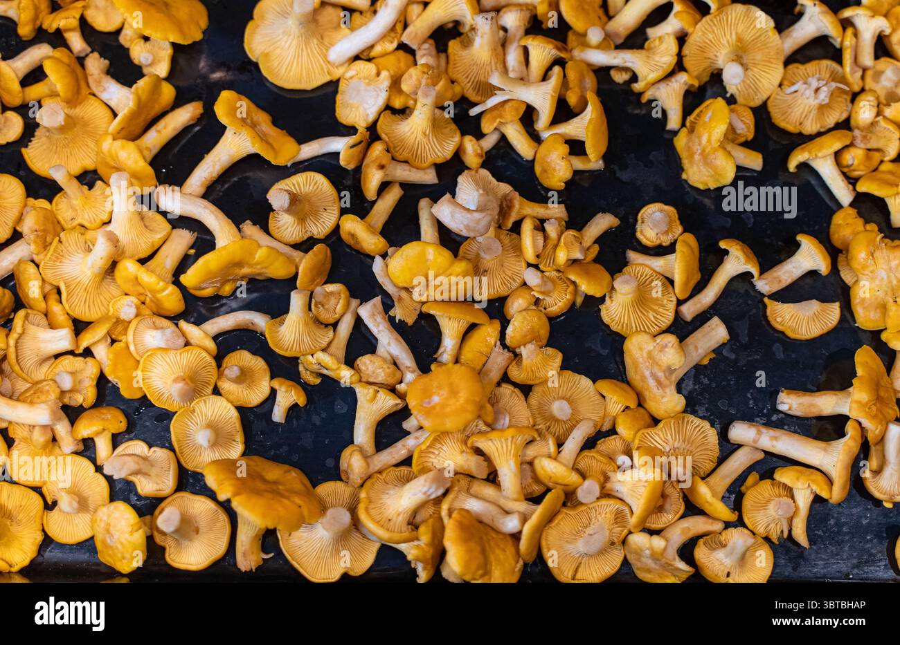 Frisch geerntete Pfifferlinge, die auf einem Blech verteilt sind und zum Trocknen oder Kochen bereit sind. Essbare Wildpilze, saisonale Waldprodukte Stockfoto