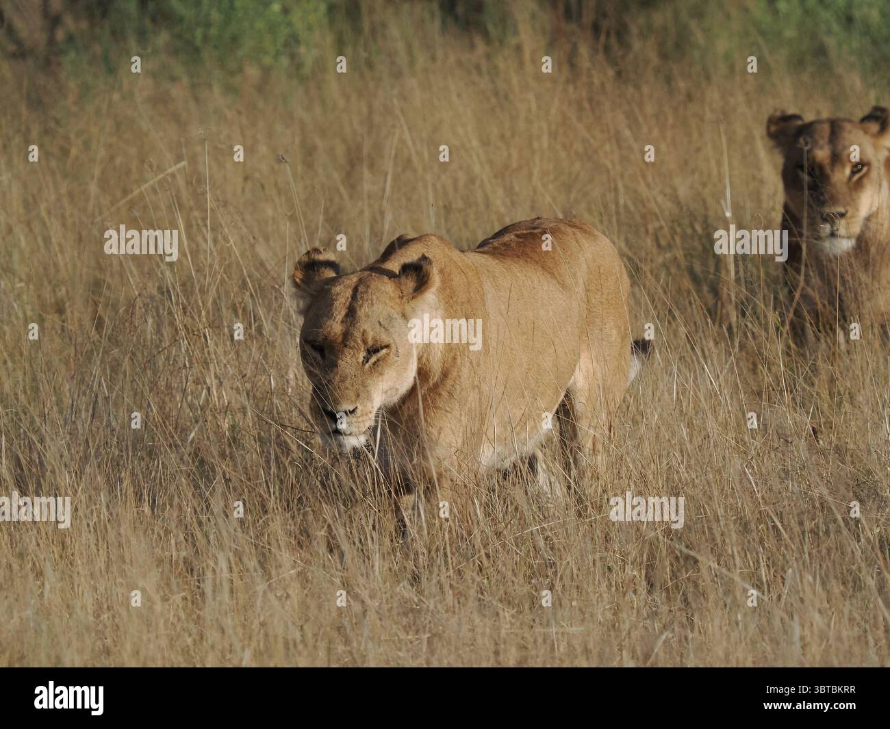 Der größte Raubtier Afrikas ist der afrikanische Löwe, der mit seiner zahlenmäßigen Stärke die größte Beutemenge, kap-Büffel, Giraffen und sogar Flusspferde töten kann. Stockfoto