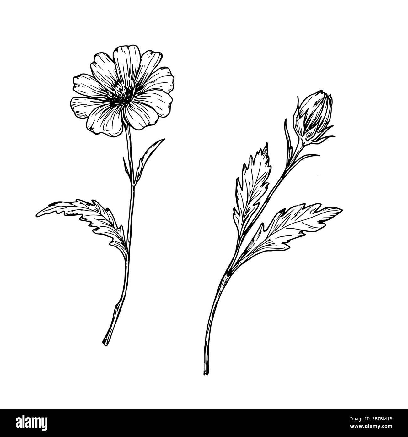 Wildblumen mit Blättern, eine Reihe von Silhouetten, eine schwarz-weiße Skizze. Vektorabbildung. Mohn oder Anemone, Waldgräser isoliert auf einem Weißen Stock Vektor