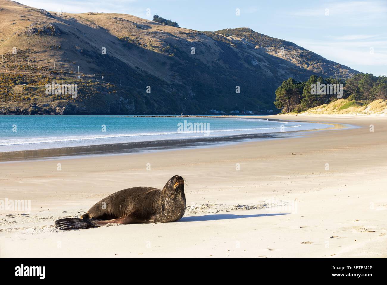 Ein neuseeländischer Seelöwe, der sich am Shelly Beach in Aramoana, Neuseeland, niedergelassen hat Stockfoto