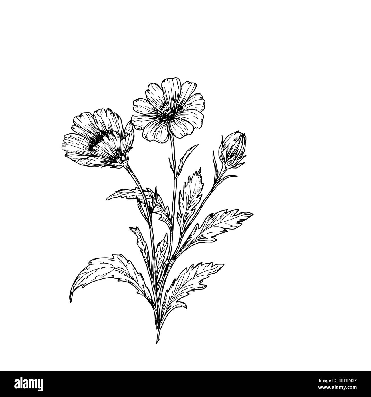 Wildblumen mit Blättern, schwarz-weiße Skizze. Vektorabbildung. Mohn oder Anemone, Gras isoliert auf weißem Hintergrund. Naturthema Frühling Stock Vektor