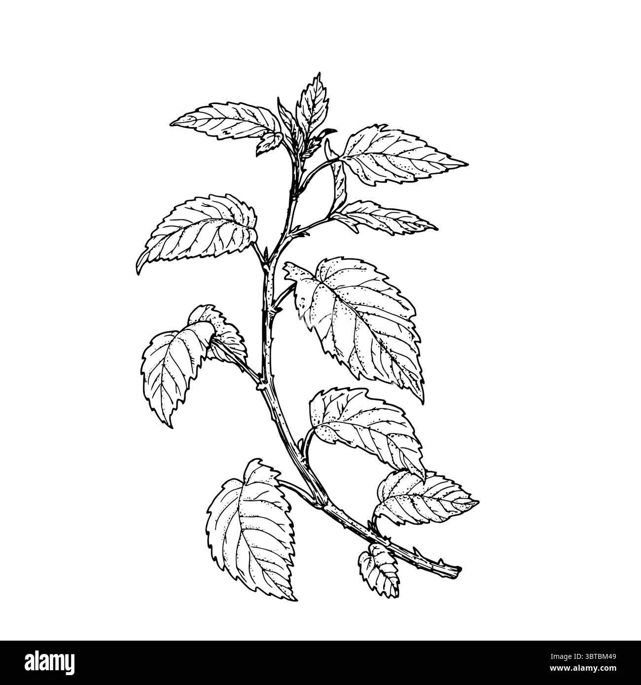 Wildblumen mit Blättern, schwarz-weiße Skizze. Vektorabbildung. Brennnessel oder Minze, Heilkräuter isoliert auf weißem Hintergrund. Das Thema von Stock Vektor