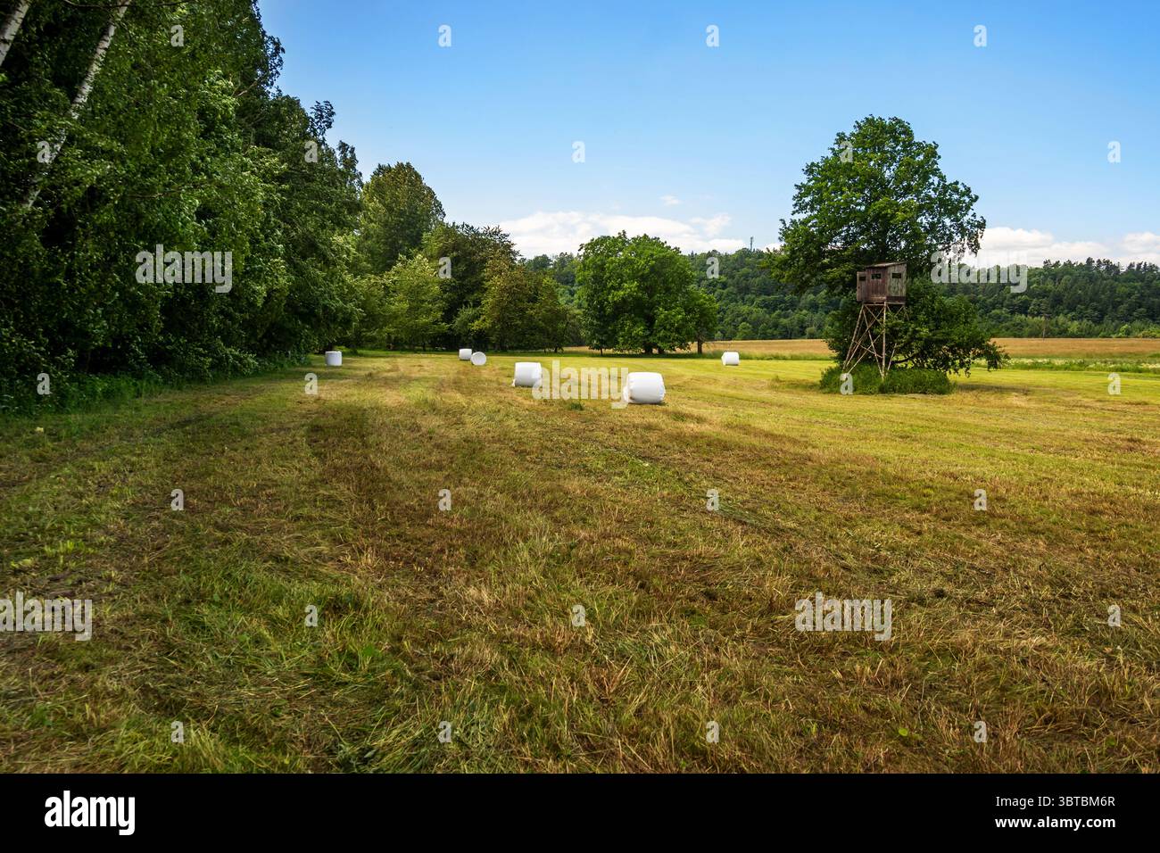 Auf der gemähten Wiese liegen Grasballen, rechts ein Baum mit Jagdsitz. Am Sommertag Tschechien. Stockfoto