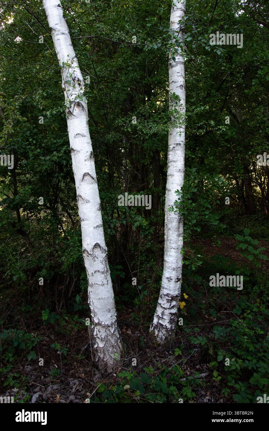 Zwei Silver Birch Stämme, die eine V-Form bilden, Oakthorpe Colliery und Willesley Wood, Teil des National Forest, Leicestershire Stockfoto