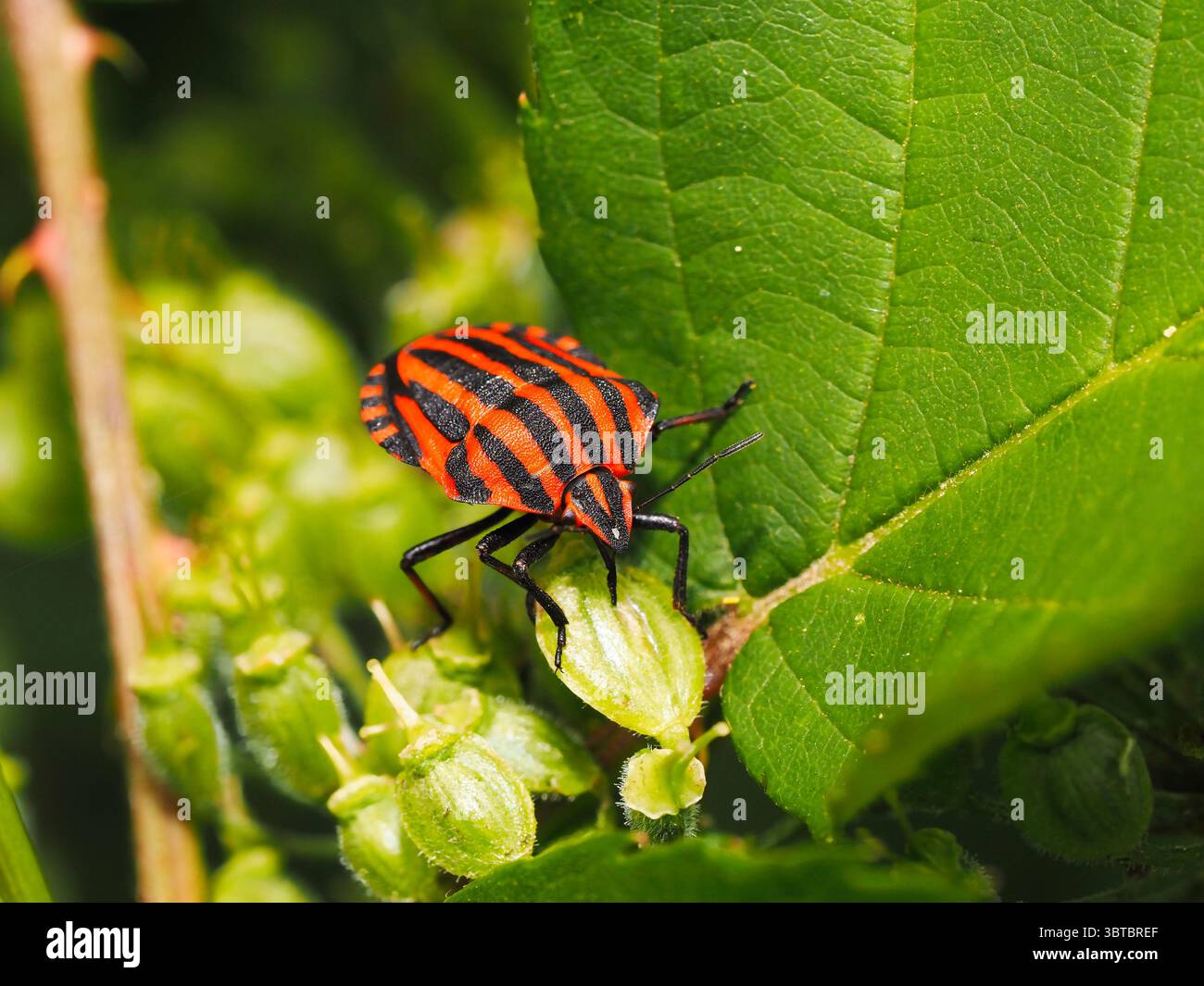Bunt gestreifter Käfer, der draußen in der Natur auf grünen Blättern liegt Stockfoto