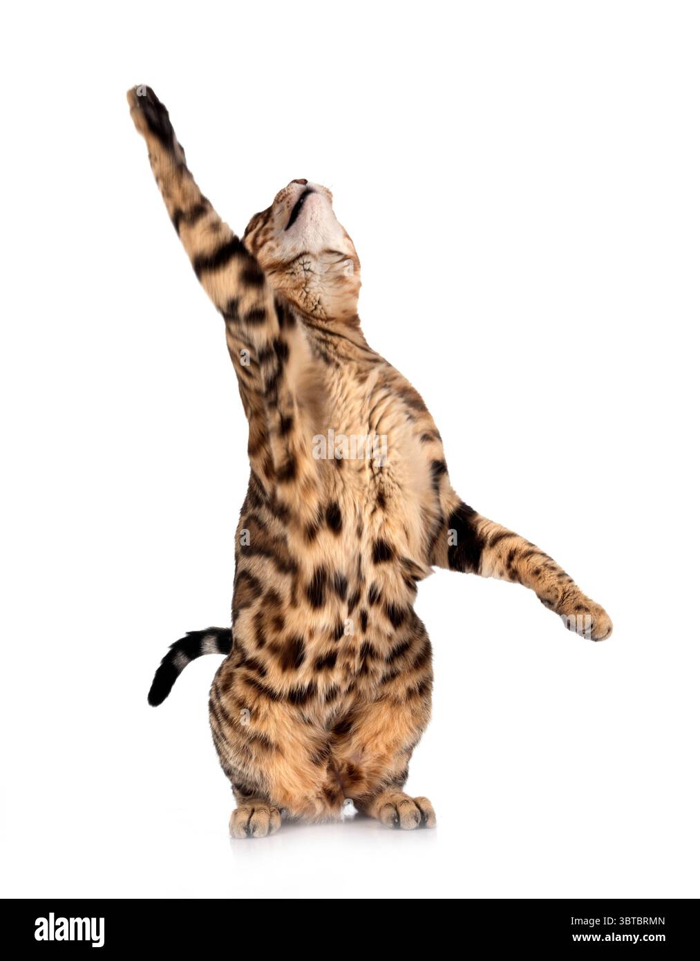 Bengal Katze vor weißem Hintergrund Stockfoto