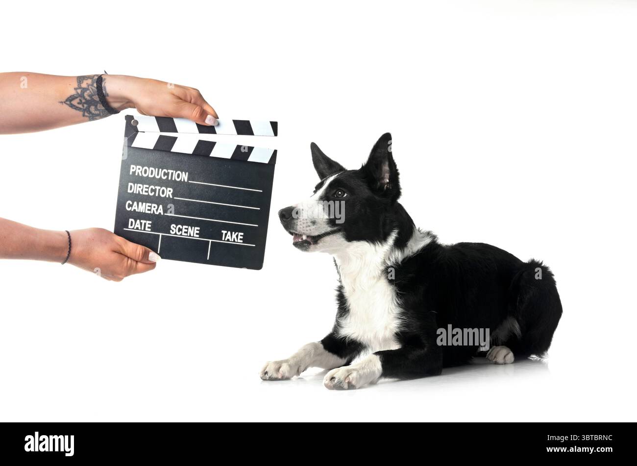 Junge Border Collie und Film Clap Board vor weißem Hintergrund Stockfoto
