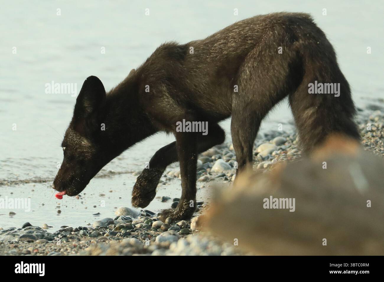 28. August 2020, Toronto, Ontario, Kanada: Ein melanistisches Füchsenset trinkt aus dem Ontario-See. Das junge Tier, besser bekannt als Silberfuchs, ist eine genetische Variante des gewöhnlicheren Rotfuchses. (Kreditbild: © Christopher Drost/SHIFT digital via ZUMA Wire) Stockfoto