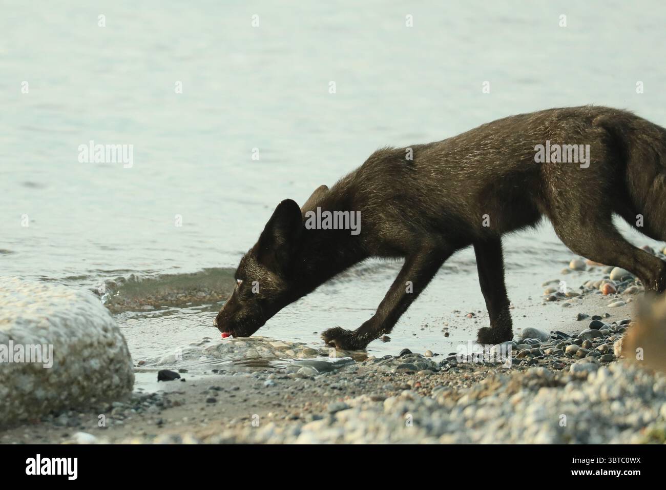 28. August 2020, Toronto, Ontario, Kanada: Ein melanistisches Füchsenset trinkt aus dem Ontario-See. Das junge Tier, besser bekannt als Silberfuchs, ist eine genetische Variante des gewöhnlicheren Rotfuchses. (Kreditbild: © Christopher Drost/SHIFT digital via ZUMA Wire) Stockfoto