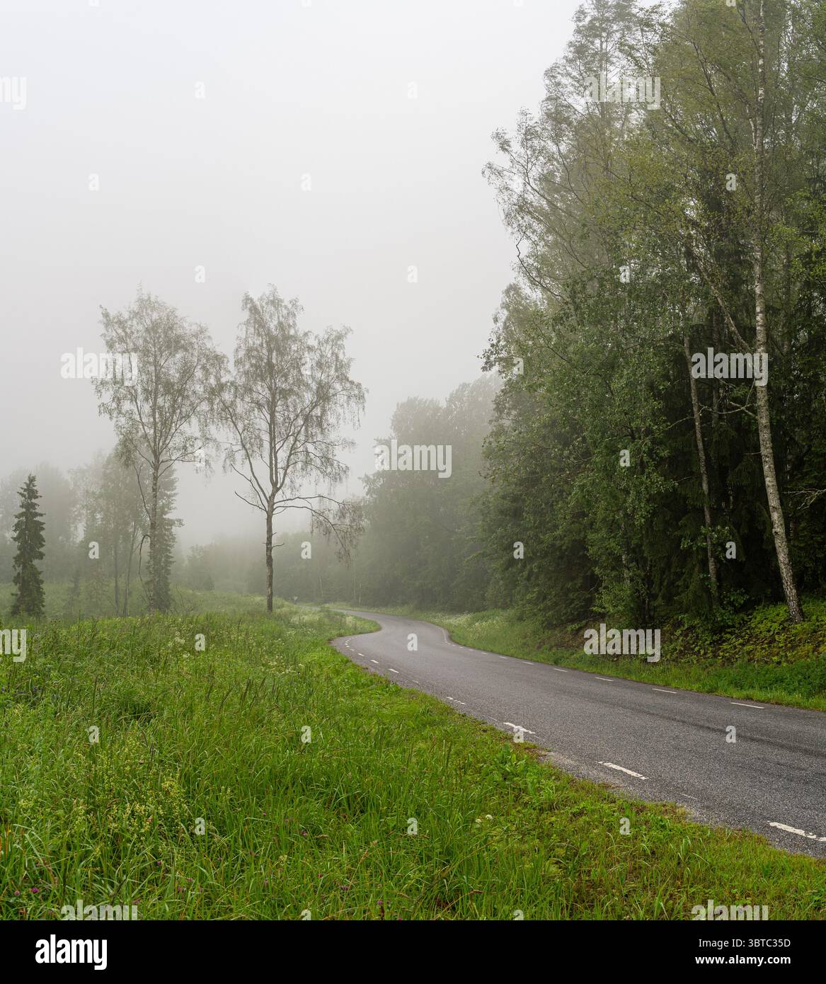 Panoramastraße in Nebel in Haanja, Võrumaa, Estland – eine ruhige und stimmungsvolle Sommerlandschaft lädt zu ruhiger Reflexion ein Stockfoto
