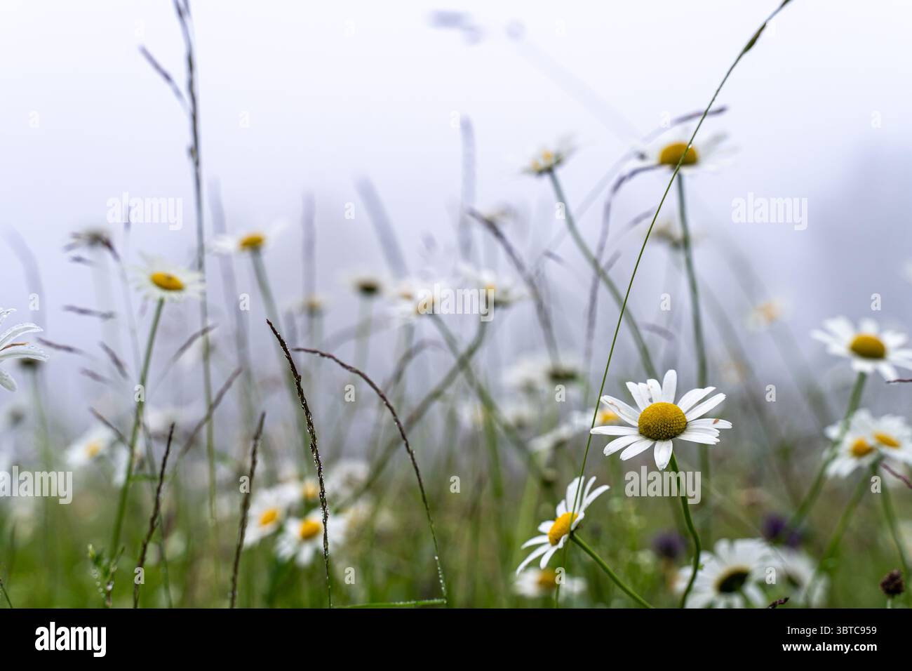 Daisy-Wiese an einem nebeligen Sommertag in Haanja, Võrumaa, Estland – ruhige und poetische Naturszene mit sanftem Licht und atmosphärischer Tiefe. Stockfoto