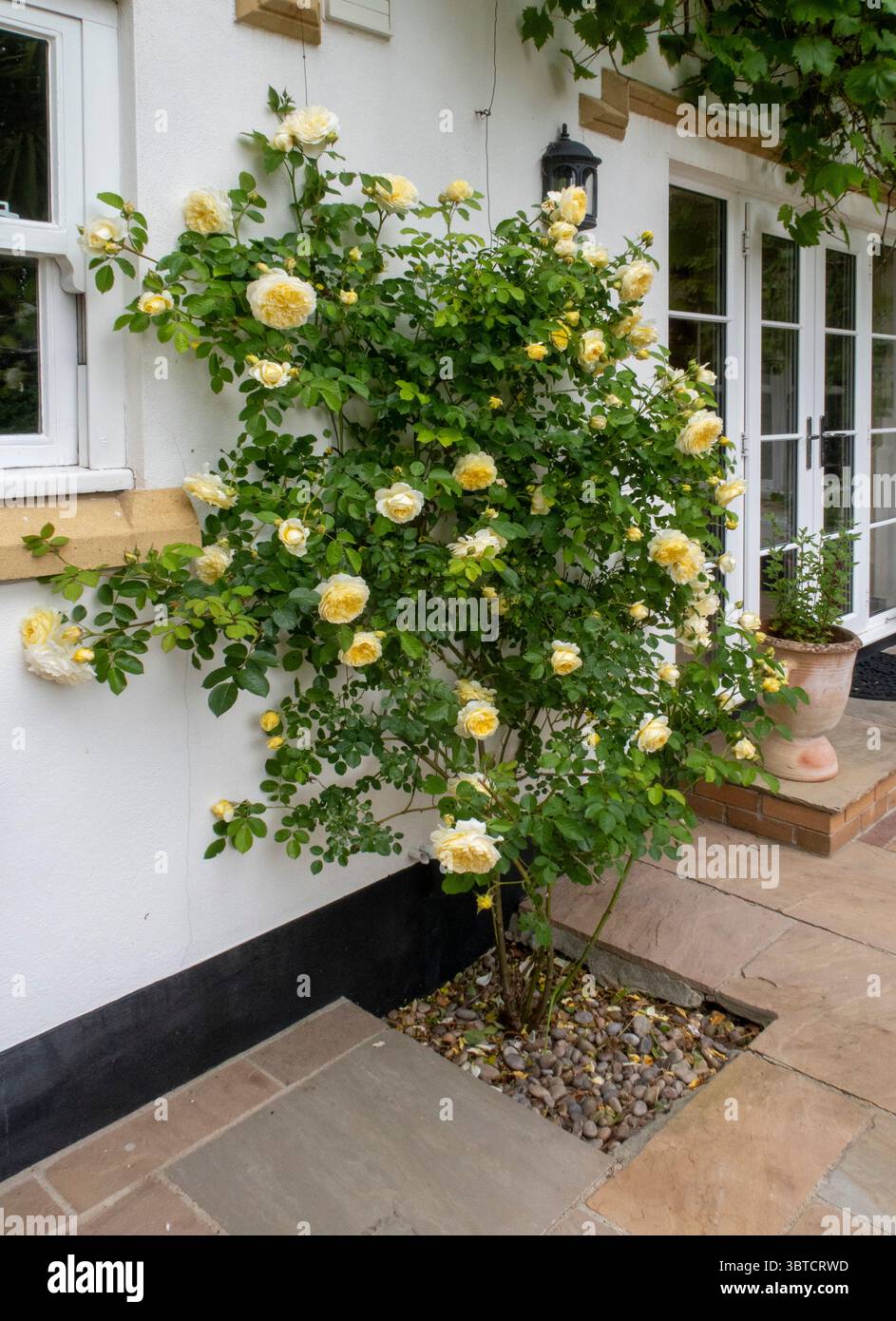 Die Pilgerrose, eine weiche gelbe englische Kletterrose. Blassgelbe und cremefarbene Kletterrose. Die Wand eines weißen Putzhauses hochklettern Stockfoto