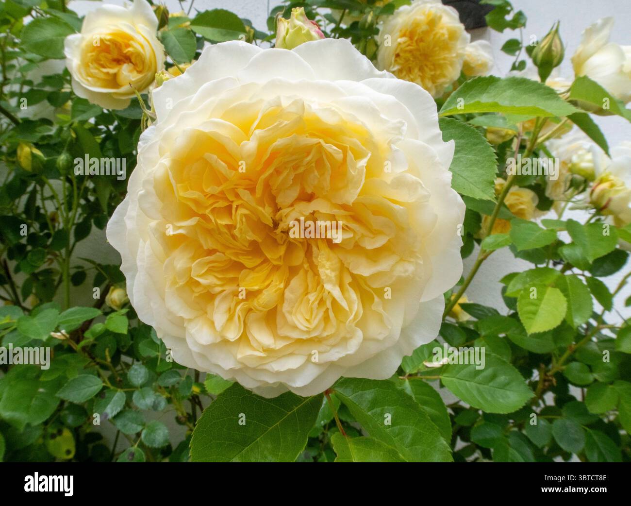 Der Pilger - eine weiche gelbe englische Kletterrose. Blassgelbe und cremefarbene Kletterrose Stockfoto