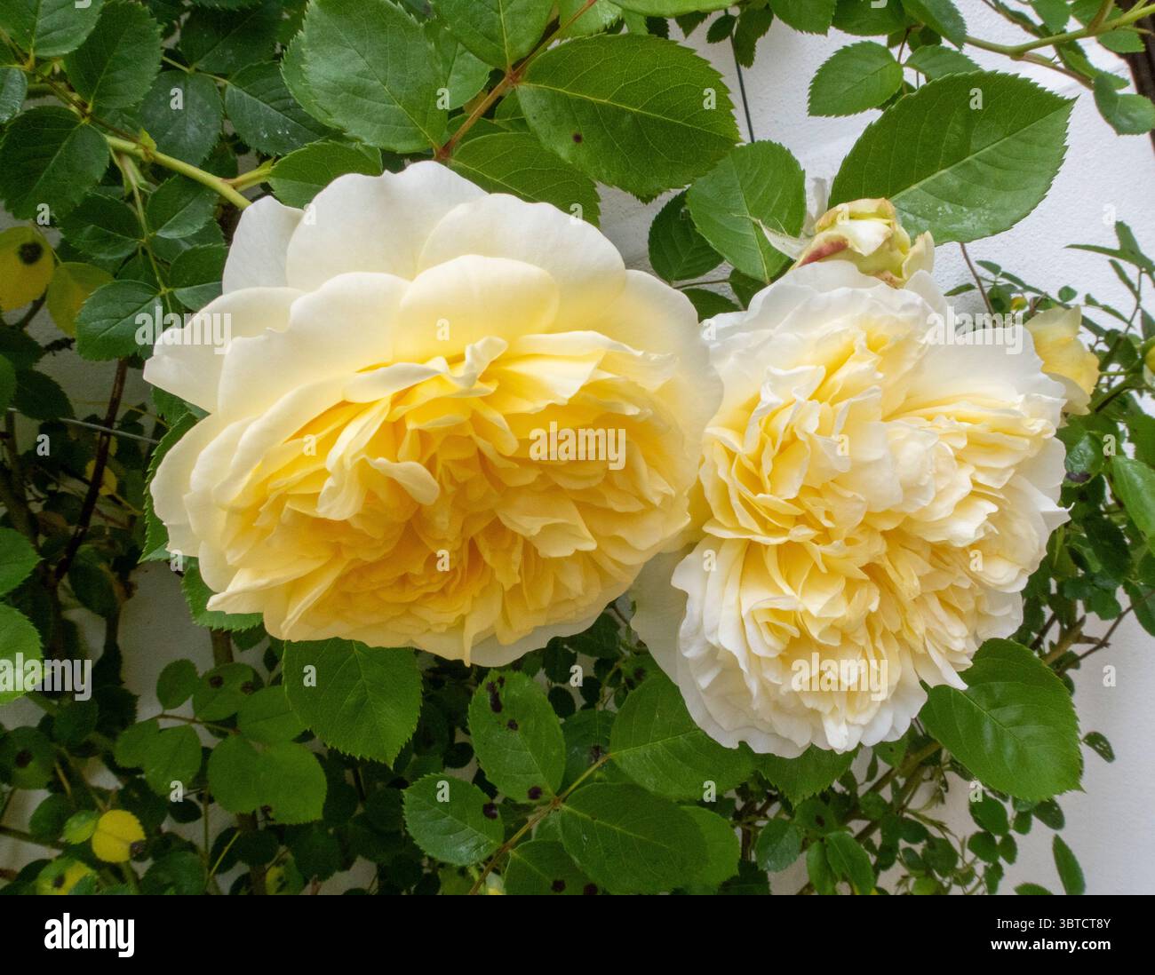 Der Pilger - eine weiche gelbe englische Kletterrose. Blassgelbe und cremefarbene Kletterrose Stockfoto