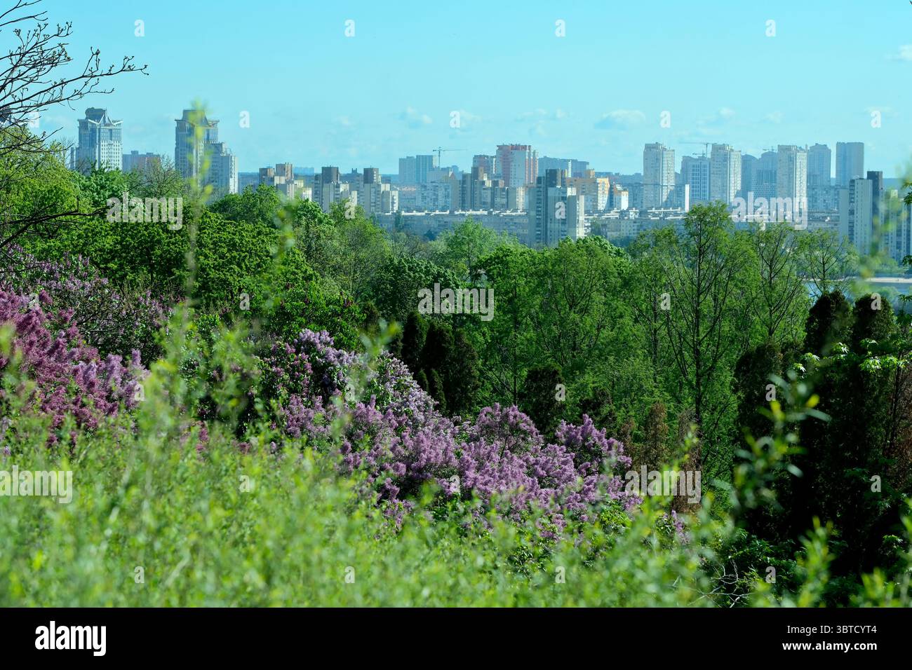 Botanischer Landschaftspark an einem hellen sonnigen Frühlingstag, natürliche Illustration, Pflanzenhintergrund. Stockfoto