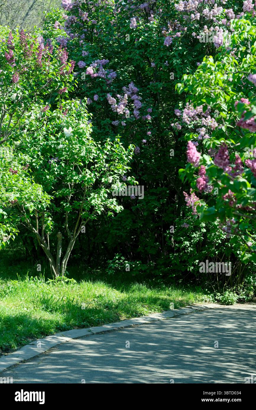 Botanischer Landschaftspark an einem hellen sonnigen Frühlingstag, natürliche Illustration, Pflanzenhintergrund. Stockfoto
