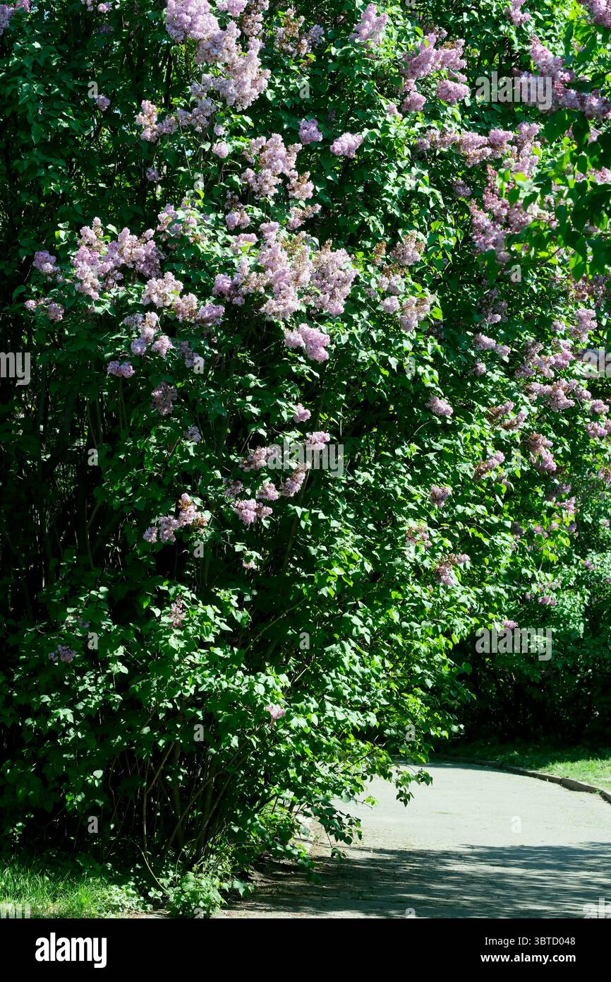 Botanischer Landschaftspark an einem hellen sonnigen Frühlingstag, natürliche Illustration, Pflanzenhintergrund. Stockfoto