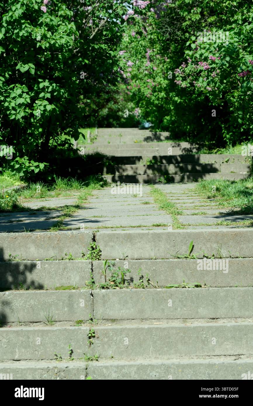 Botanischer Landschaftspark an einem hellen sonnigen Frühlingstag, natürliche Illustration, Pflanzenhintergrund. Stockfoto