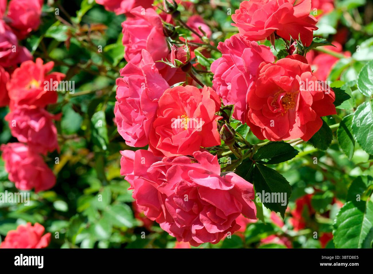 Schöner grüner Hintergrund von Rosen, die in einem Rosengarten an einem hellen sonnigen Juni-Tag blühen, Karten, Banner, Design-Dekoration Stockfoto