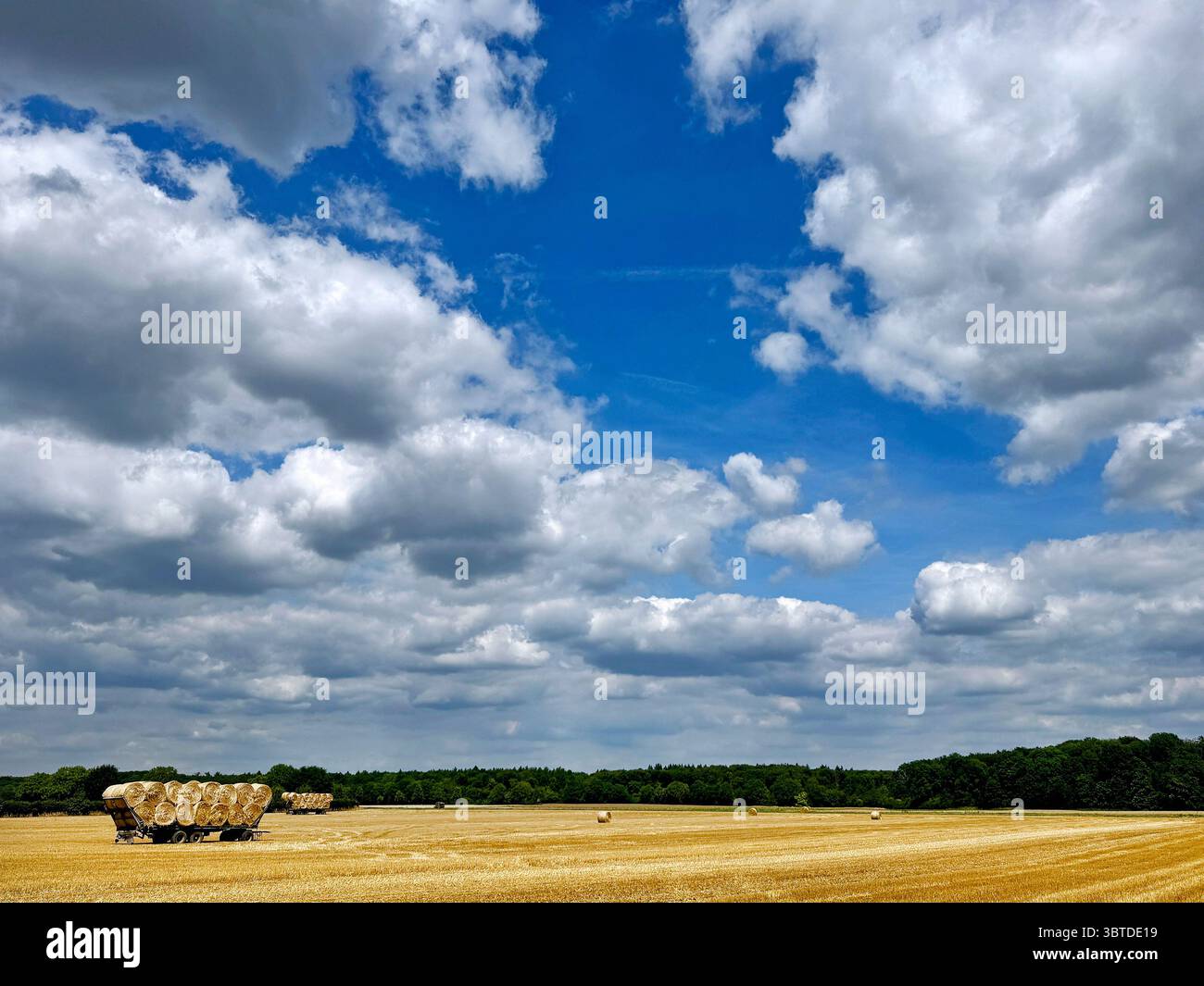 Maisfeld unter spektakulärem bewölktem Himmel in der Nähe von Düsseldorf. Stockfoto