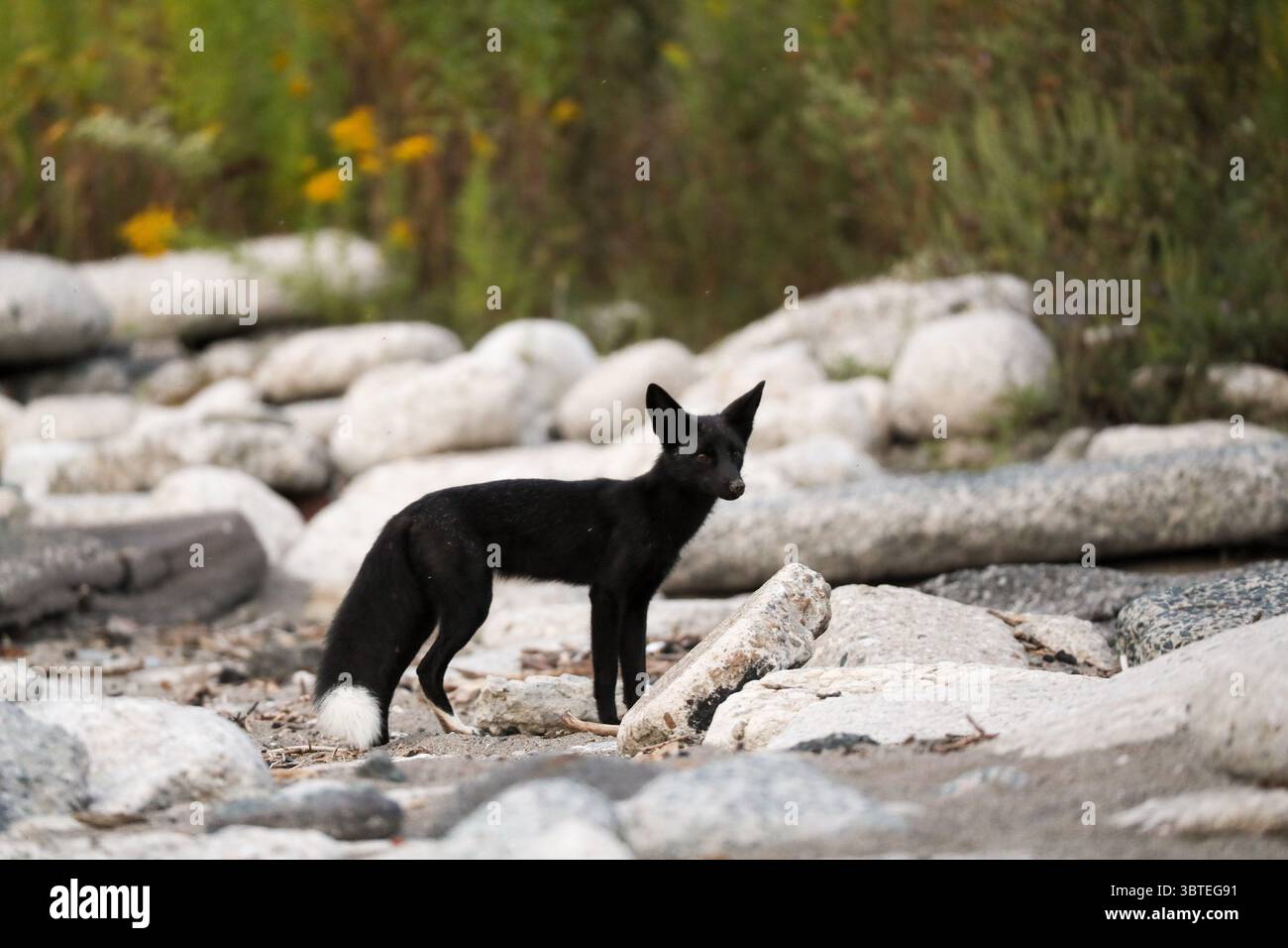 14. September 2020, Toronto, Ontario, Kanada: Eine seltene melanistische Füchse auf ihrer Morgenjagd. Das junge Tier, besser bekannt als Silberfuchs, ist eine genetische Variante des nordamerikanischen Rotfuchses. (Kreditbild: © Christopher Drost/SHIFT digital via ZUMA Wire) Stockfoto