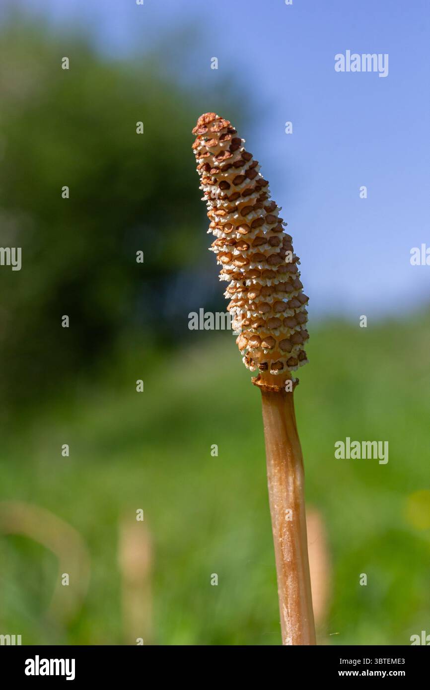 Der Acker-Schachtelhalm zeigt einen schlanken, unverzweigten Stiel, der im Frühling mit einem Sporenkegel gekrönt ist, der seine einzigartige Struktur gegen einen verschwommenen Grinsen hervorhebt Stockfoto
