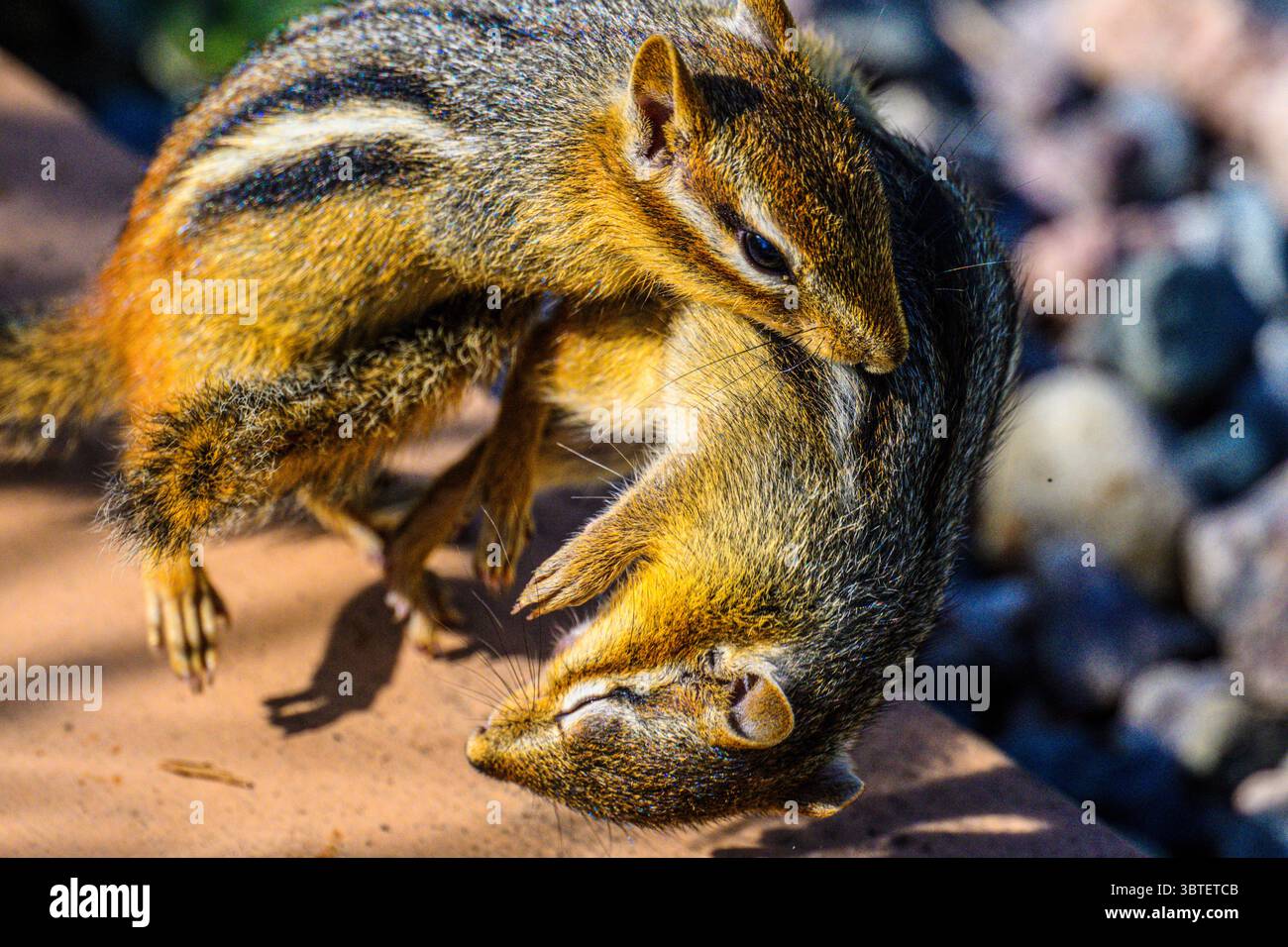 Östliches Chipmunk (Tamias striatus) zwei Individuen, die auf einer Gartenpromenade im Großraum Sudbury, Ontario, Kanada kämpfen Stockfoto
