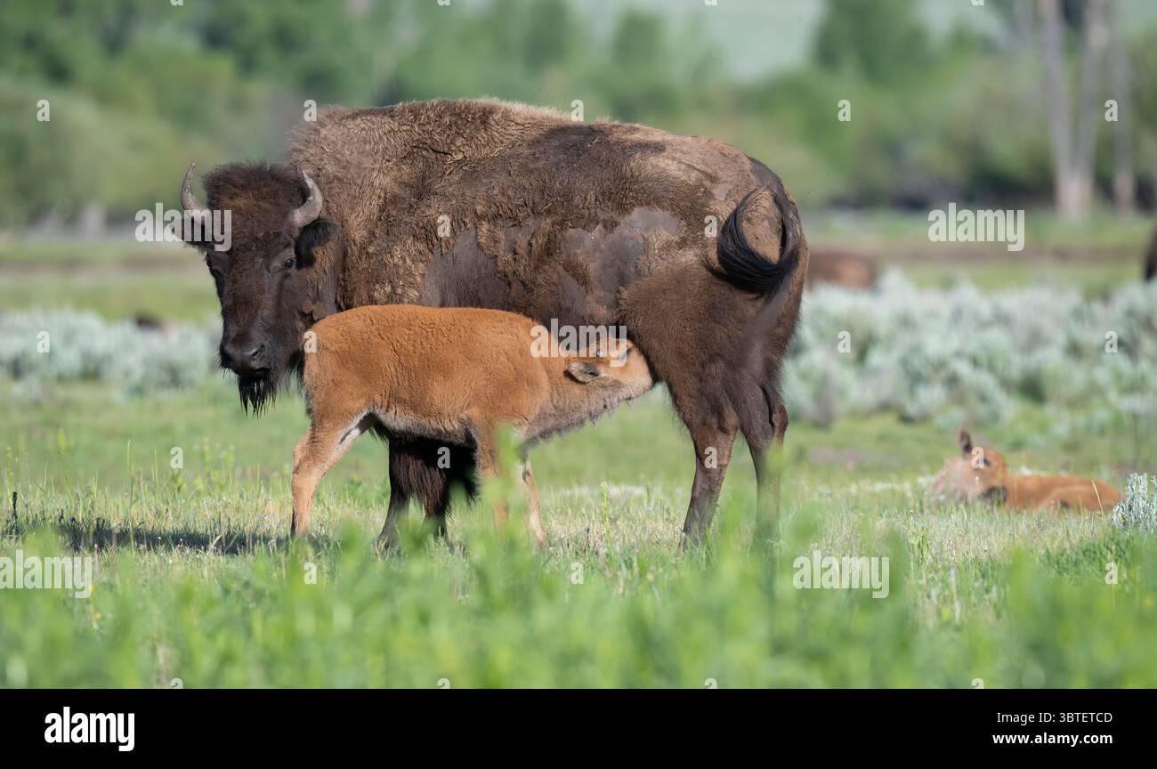 Büffel (Bisonbison) mit neuen Kälbern. Anfang Juni im Yellowstone National Park, Wyoming. Stockfoto