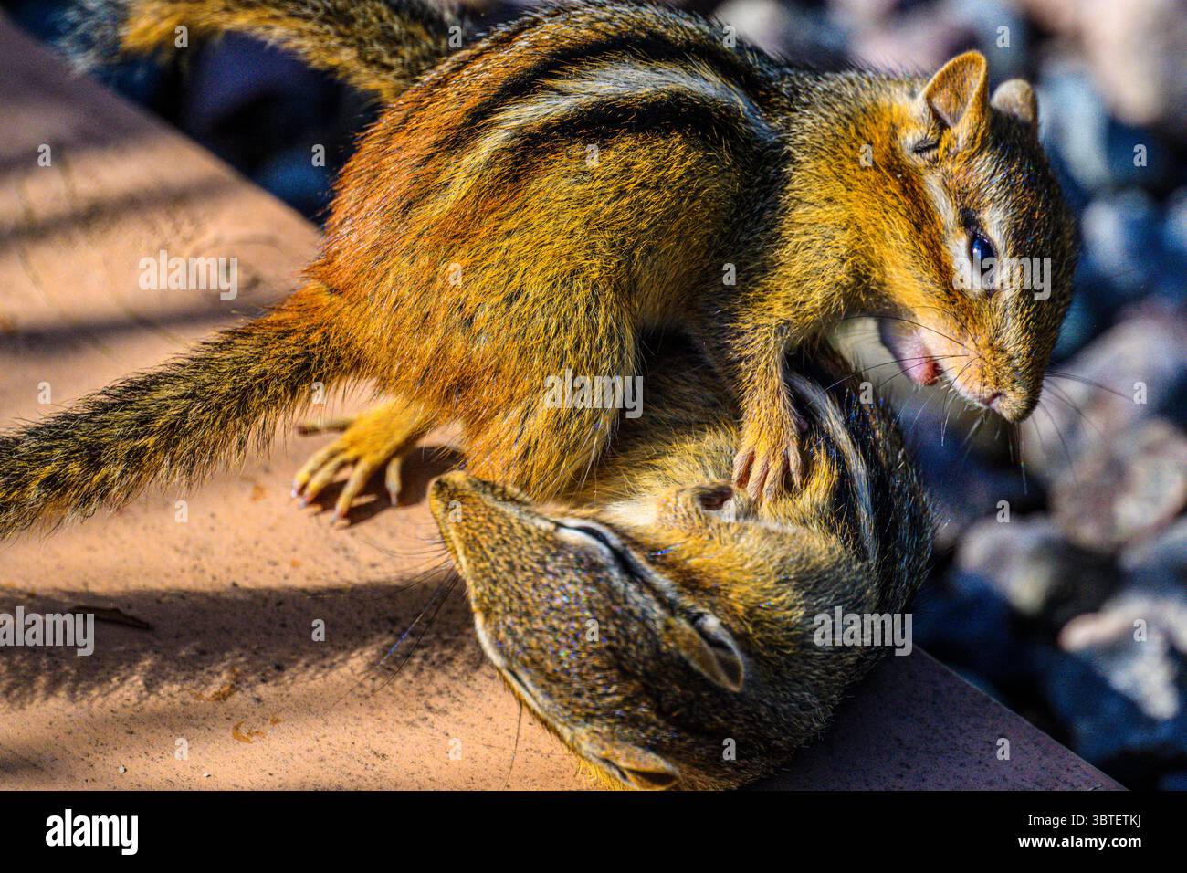 Östliches Chipmunk (Tamias striatus) zwei Individuen, die auf einer Gartenpromenade im Großraum Sudbury, Ontario, Kanada kämpfen Stockfoto
