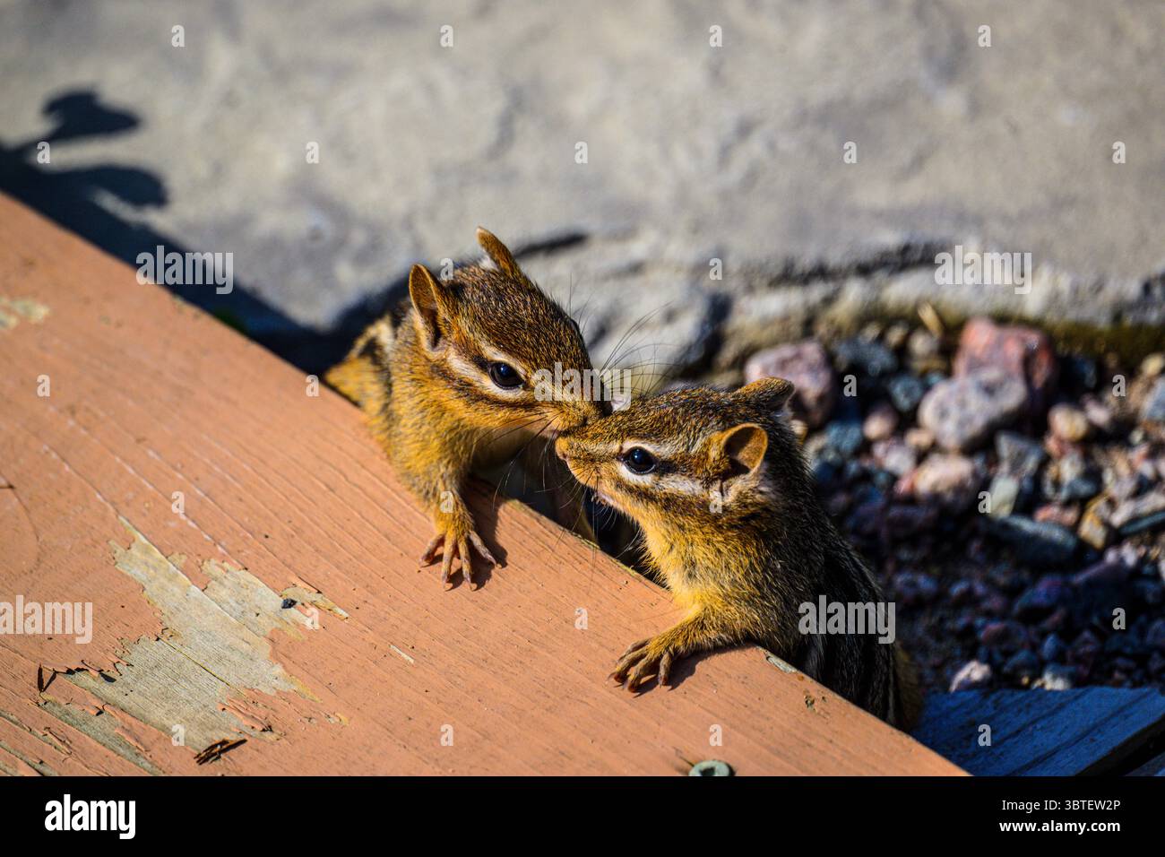 Östliches Chipmunk (Tamias striatus) zwei Individuen, die auf einer Gartenpromenade im Großraum Sudbury, Ontario, Kanada kämpfen Stockfoto