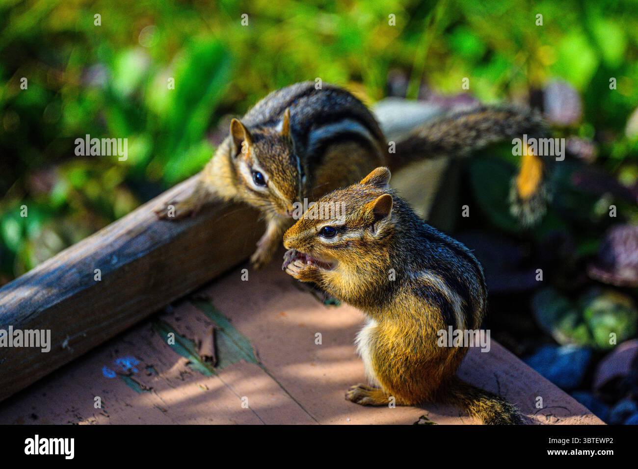 Östliches Chipmunk (Tamias striatus) zwei Individuen, die auf einer Gartenpromenade im Großraum Sudbury, Ontario, Kanada kämpfen Stockfoto