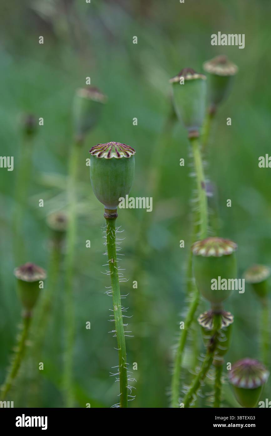 Geschlossene Samenkapseln von Mohn stehen hoch im üppigen grünen Gras und zeigen den Übergang von blühenden Blüten zur nächsten Wachstumsphase Stockfoto