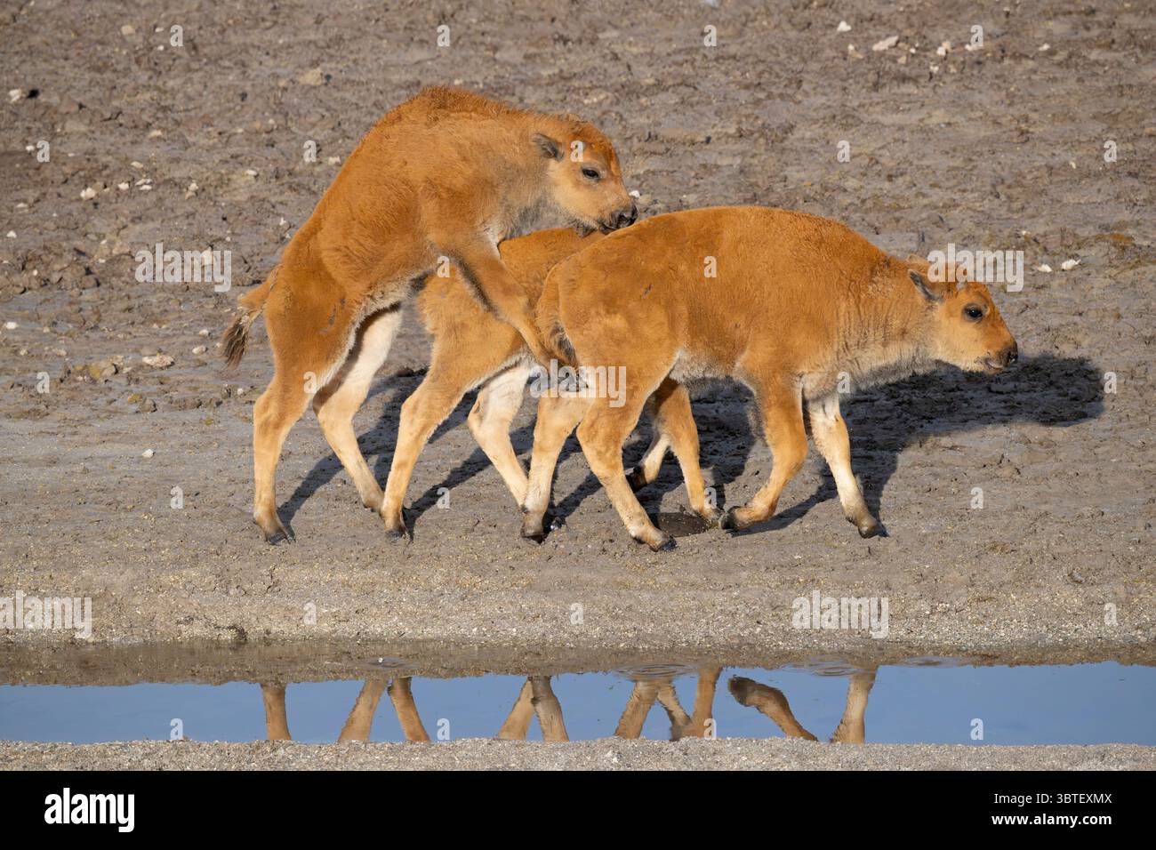 Buffalo (Bison Bison) Kalbsspiele. Juni im Yellowstone-Nationalpark, Wyoming. Stockfoto