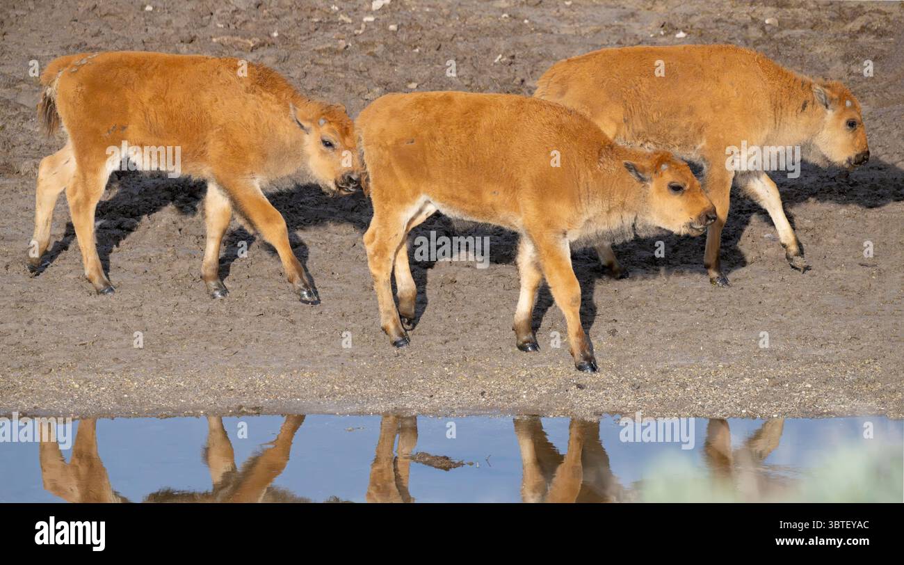Buffalo (Bison Bison) Kalbsspiele. Juni im Yellowstone-Nationalpark, Wyoming. Stockfoto
