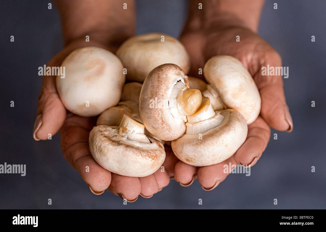 Die Frau hält weiße Pilze in den Händen und bereitet sie zum Kochen vor. Die Hand des Mannes hält Champignon-Pilz. Frau mit Pilz, Champignon Stockfoto