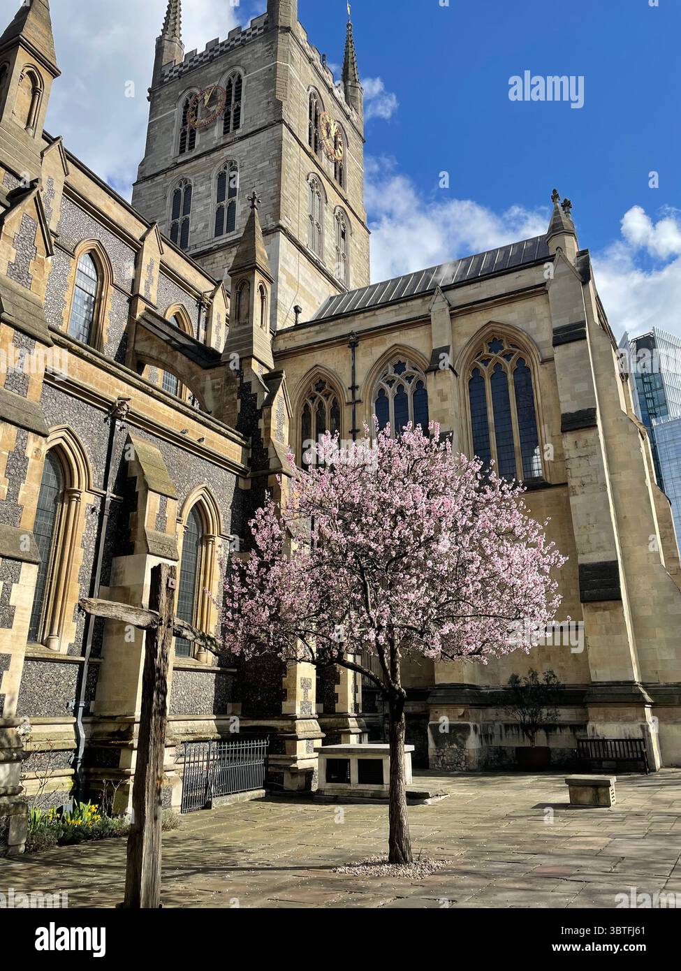 Southwark Cathedral in London im Frühling mit Kirschblüten in Blüte - Smartphone-aufgenommenes Stockfoto