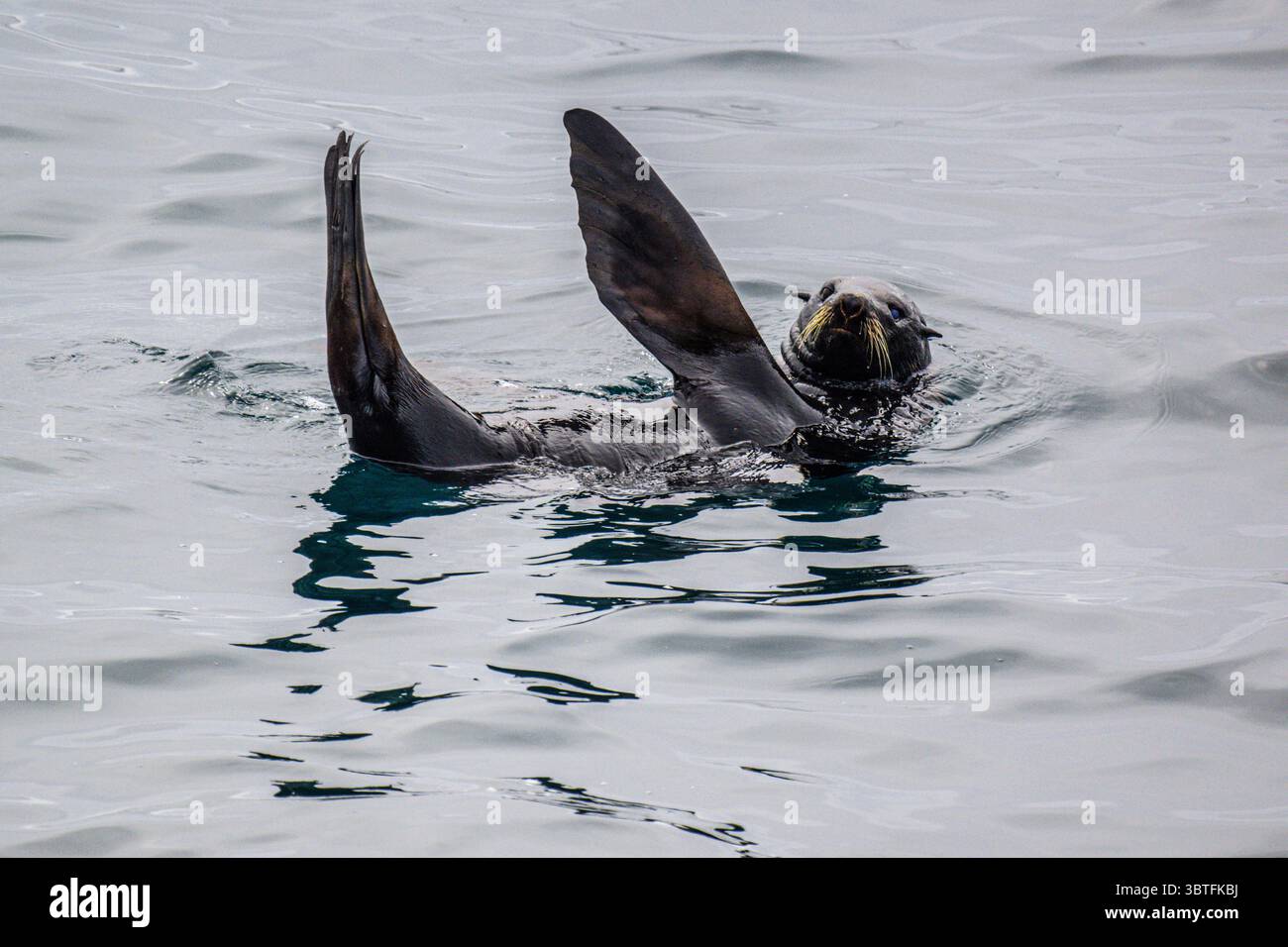 Südamerikanische Seehunde (Arctocephalus australis), die an der Oberfläche schlüpfen, Chile, Pazifik, Patagonien, Chile, Stockfoto